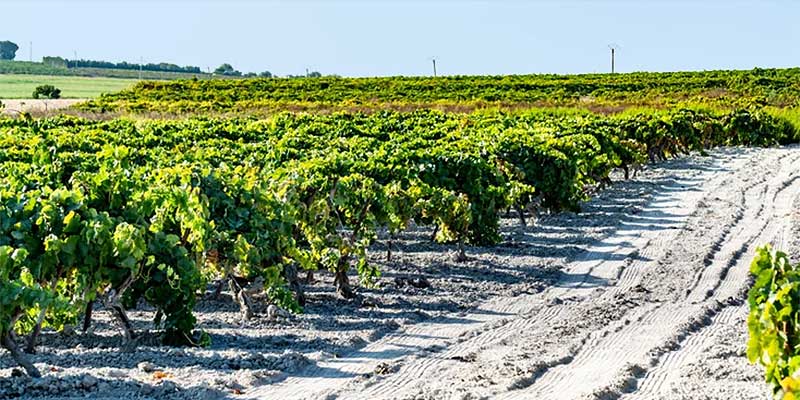 Andalusian sherry